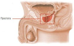 Предстательная железа - второе сердце мужчины