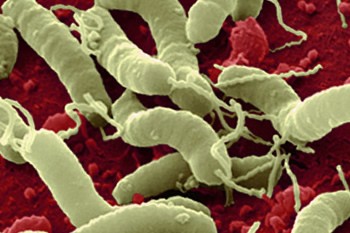 Бактерии Хеликобактер